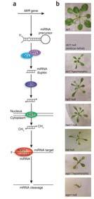 Biogeneza mirna u roślin transkrypcja DNA pri-mirna HYL1: oddziaływanie z DCL1 cięcie mirna mirna* HEN1: metylotransferaza, metylacja mirna/mirna* HST (HASTY): eksport mirna/mirna*