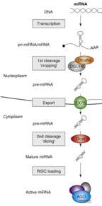 Biogeneza mirna u zwierząt DNA transkrypcja pri-mirna Drosha+DGCR8 (Pasha): cięcie pri-mirna pre-mirna jądro komórkowe cięcie pre-mirna EXP5 (eksportyna 5): eksport pre-mirna do