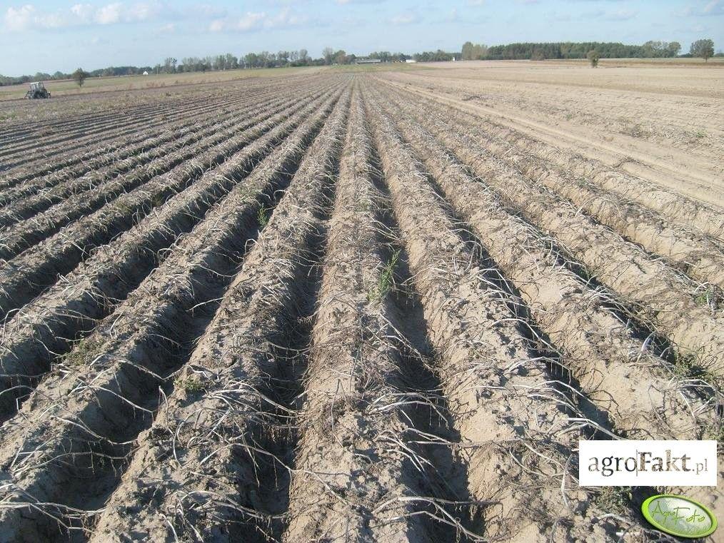 .pl https://www..pl Desykacja poprzedza i ułatwia zbiór ziemniaka, który jest trudnym i pracochłonnym zabiegiem agrotechnicznym. (fot. AgroFoto.