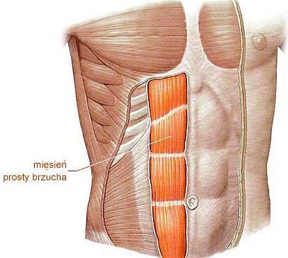 MIĘSIEŃ PROSTY BRZUCHA biegnie od mostka do spojenia łonowego kresa biała m. prosty brzucha podzielony smugami ścięgnistymi na części (kostki) CZYNNOŚĆ: zgina tułów do przodu, unosi miednicę, m.