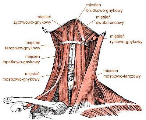 MIĘŚNIE NADGNYKOWE kość gnykowa CZYNNOŚĆ: opuszczanie