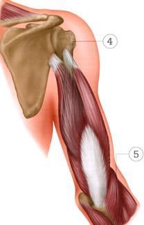 trójgłowy ramienia -triceps m. dwugłowy ramienia - biceps m. ramienny m.