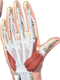 MIĘŚNIE RĘKI mięśnie ręki położone są na stronie dłoniowej śródręcza i między kośćmi śródręcza, strona grzbietowa jest pozbawiona mięśni GRUPA I MIĘŚNIE KŁĘBU