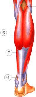 piszczelowy przedni m. prostownik długi palców m. strzałkowy trzeci m. brzuchaty łydki m.