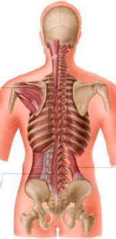 MIĘŚNIE KRÓTKIE GRZBIETU najgłębsza warstwa mięśni grzbietu drobne mięśnie
