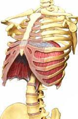 MIĘŚNIE KLATKI PIERSIOWEJ PRZEPONA (diaphragma) oddziela jamę brzuszną od klatki