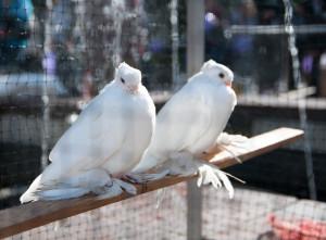 duszności; sinicy i wybroczyn; biegunki; nagłego spadku nieśności. W tym momencie w całym kraju obowiązuje zakaz organizowania wystaw ptaków (np. gołębi). Istnieją jednak wyjątki!