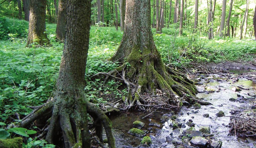 Chrońmy Przyr. Ojcz. rocznik 69, zeszyt 4, 2013 Ryc. 4. Nadrzeczna olszyna górska Alnetum incanae w rezerwacie Dolina Łańskiego Potoku (13.05.2007 r., fot. Z. Wilczek) Fig. 4. The grey alder riparian forest Alnetum incanae in the Dolina Łańskiego Potoku Nature Reserve (13 May, 2007; photo by Z.