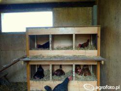 .pl Szafy gniazdowe są wygodne dla kur i osób zbierających jaja. Kury mogą wybrać gniazda, w których będą czuły się bezpieczniej. Źródło zdjęcia agrofoto.