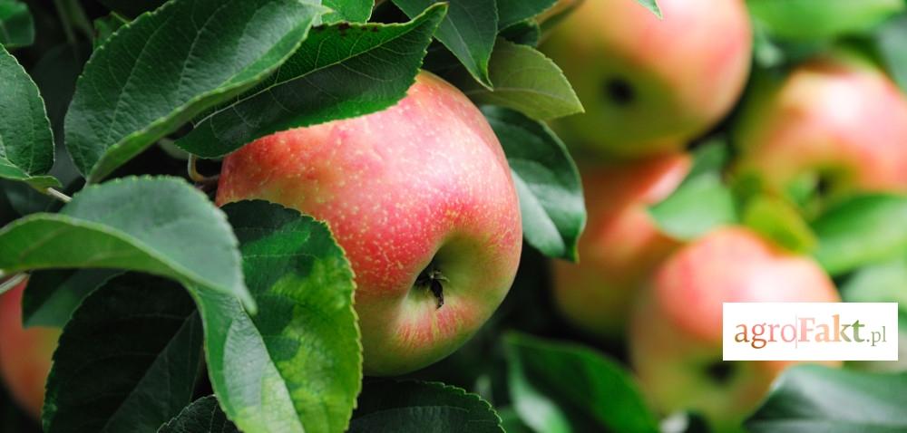 https://www. Jakie będą ceny jabłek w tym roku? Autor: Ewa Ploplis Data: 11 kwietnia 2017 Czy będzie sezonowy wzrost cen jabłek w skupie?