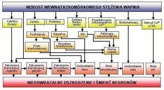 licznych publikacjach [85] wzrost wewnątrzkomórkowego stężenia Ca 2+ dotyczy zarówno okresu niedokrwienia, jak i po niedokrwieniu (ten ostatni jest określany jako wtórny wzrost stężenia wapnia).