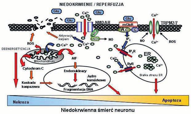 zasobów wewnątrzkomórkowych (Ryc. 1B).