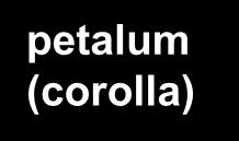 3 Apetala 1 Apetala 1 Sepallata Sepallata Theißen