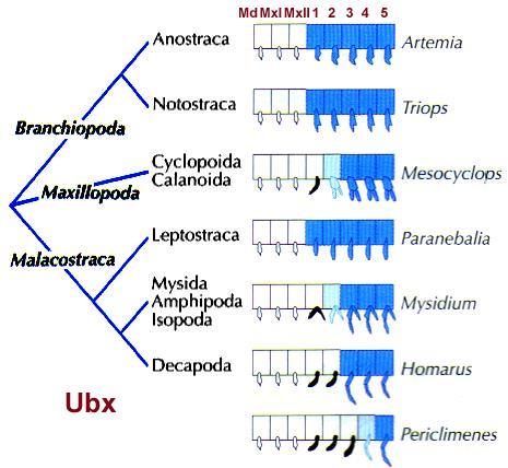 regulacja polega na kombinowaniu genów w zestawy (bricolage) Barton et al.