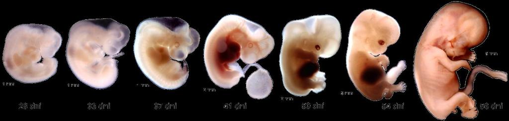 SENS ewolucyjny życia płodowego Homo sapiens Primates Smith (2013) rozwój