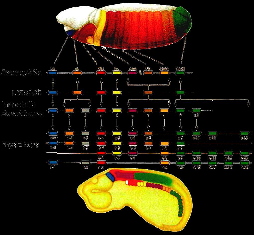 Carroll (2000) HOMOLOGIA genów homeotycznych