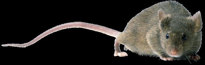 MYSZ modelem człowieka mysz Mus