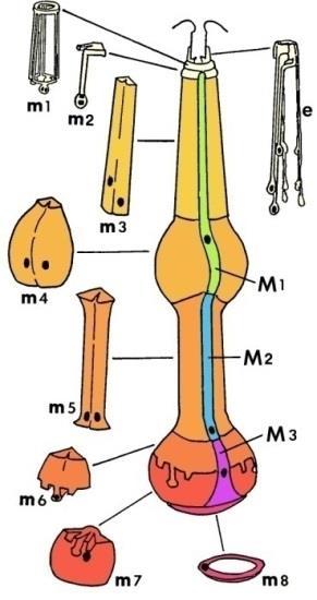 Maupas, 1900 Nematoda Rhabditida bakteriożerna, łatwa w