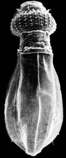 Priapula morskie