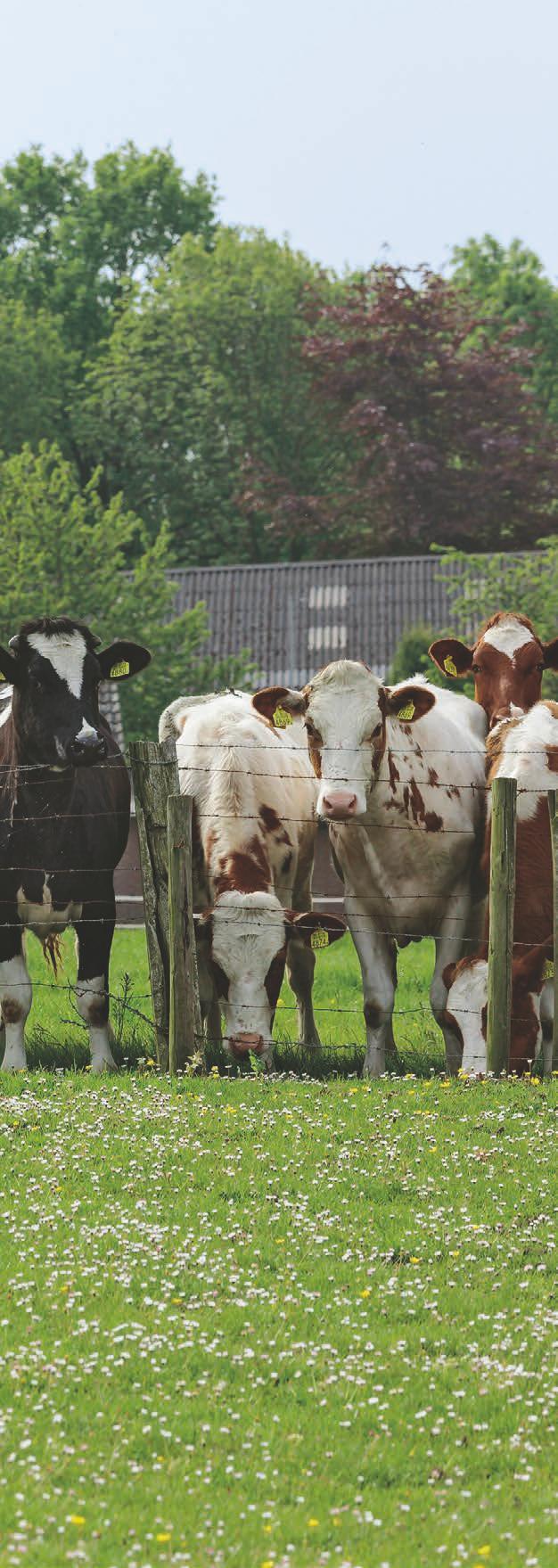 i-bio+ "Bale In One", czyli prasowanie i owijanie w jednej komorze KUHN i-bio PRZEMYŚLANE PRASOWANIE I OWIJANIE BEL W JEDNEJ KOMORZE MOCNE STRONY NASZYCH MASZYN: WYDAJNOŚĆ Naszym celem jest tworzenie
