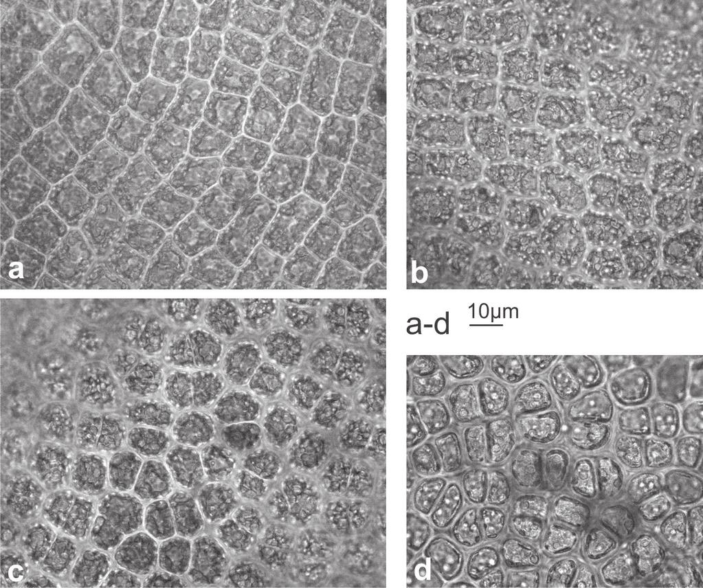 D. Richter & M. Pietryka: Nowe stanowiska Ulva flexuosa na Dolnym Śląsku 315 Ryc. 3. Budowa anatomiczna Ulva flexuosa subsp.