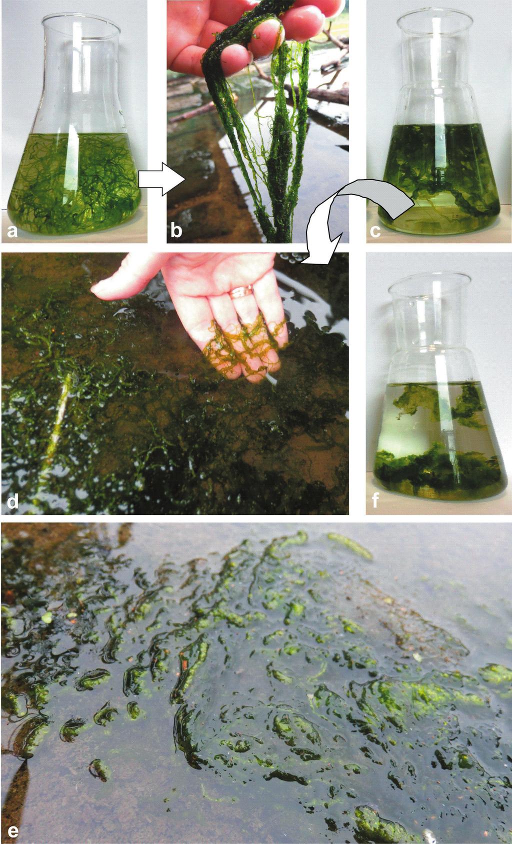 D. Richter & M. Pietryka: Nowe stanowiska Ulva flexuosa na Dolnym Śląsku 313 Ryc. 2. Ulva flexuosa subsp.