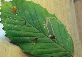 Ich min najlepiej szukać jesienią. Ryc. 7. Phyllonorycter platanoidella. Fot. Konrad M.