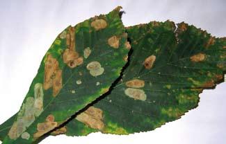 Kalarus Platany (Platanus x hispanica), mieszaniec Phyllonorycter platani naturalnie występuje w lasach łęgowych z platanem wschodnim Platanus orientalis na Bałkanach.