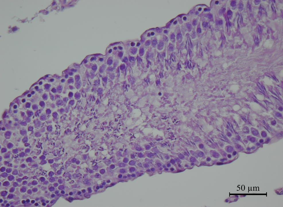 Rys. 4. Obraz histologiczny w mikroskopie świetlnym przekroju kanalika krętego jądra samca szczura z grupy kontrolnej K poddawanej ekspozycji pozorowanej.