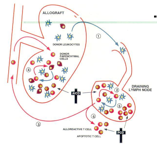 Apoptoza Immunologia, red. J.Gołąb, i inni, PWN 2006.