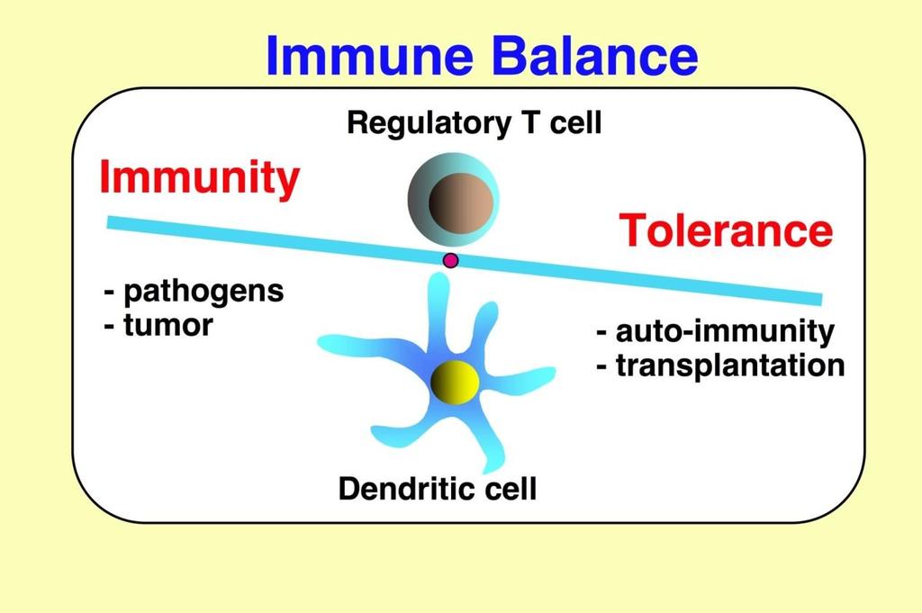 Immunoregulacja Aktywny proces, w którym jedna populacja