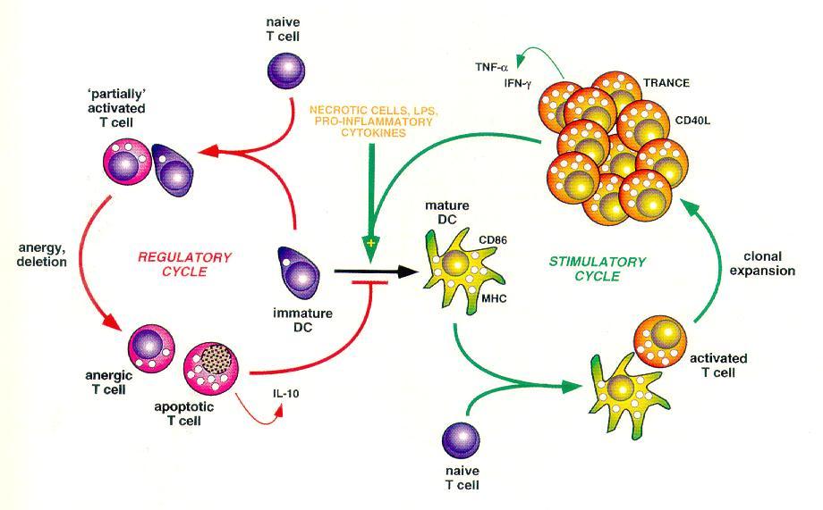 Apoptotyczne i będące w anergii limfocyty T hamują dojrzewanie komórek dendrytycznych