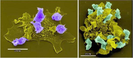 Interakcje komórek dendrytycznych i limfocytów a) DC niedojrzała b) DC dojrzała ).