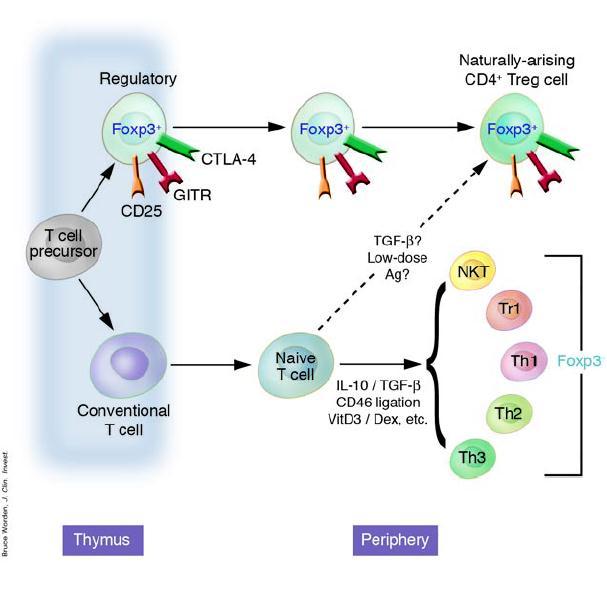 Limfocyty Treg CD4 + CD25 + FOXP3 + TOLERANCJA TRANSPLANTACYJNA AUTOTOLERANCJA ALERGIA CIĄŻA GITR