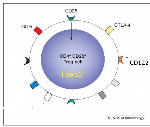 IL2,TGF-β IL10 Foxp3 CD122 Naturalne limfocyty Treg rozwiją się w grasicy w trakcie dojrzewania