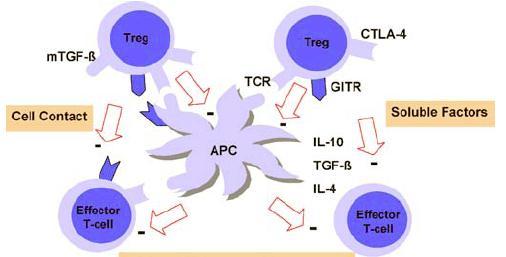 Mechanizmy działania komórek regulatorowych a)