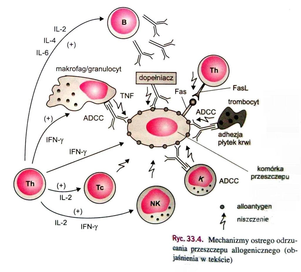 Immunologia, red. J.