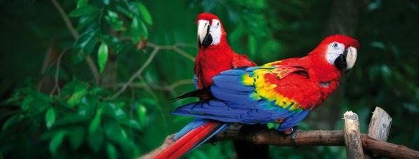 Tlen dla przyrody, cukier dla plantatora AMAZONIA Rok rejestracji