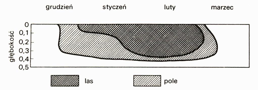 Drzewostan osiąga największą rozciągłość pionową ze wszystkich warstw lasu (od wierzchołków najwyższych drzew po najgłębsze korzenie), w znacznym stopniu decyduje więc o warunkach panujących we