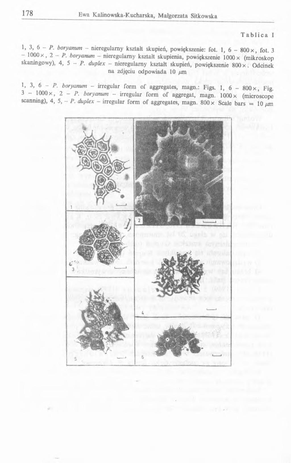1, 3, 6 - P. - 1000 x, 2 skaningowy), 1, 3, 6 - P 3-1000 x, scanning), 4, Tablica I boryanum - nieregularny kształt skupień, powiększenie: fot. 1, 6-800x, fot. 3 P.