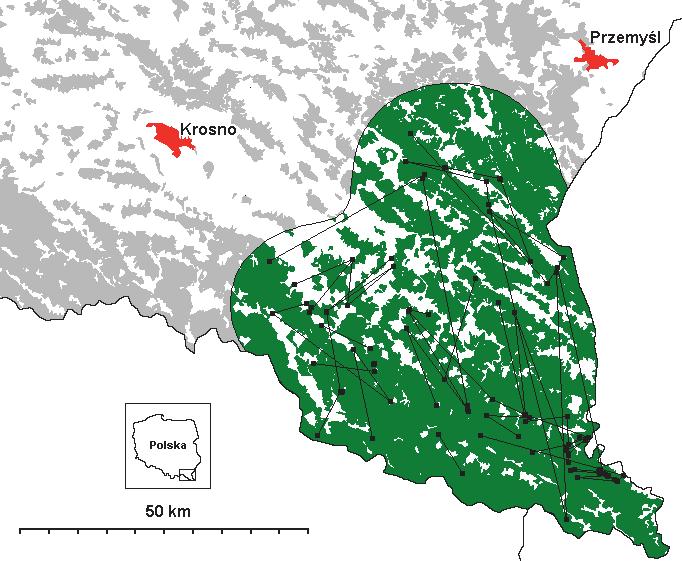 Wędrówki oraz migracje Dwadzieścia dwa zidentyfikowane genotypy powtarzały się w co najmniej dwóch próbach (Ryc. 4). Próby te pochodziły od 6 samic i 16 samców.