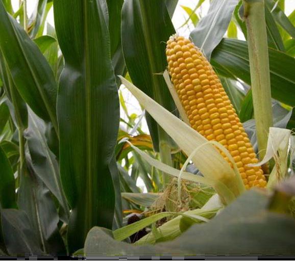 (w ekstremalnie suchym, niekorzystnym dla uprawy kukurydzy sezonie) 103% wzorca Wczesny wigor: dobry Wyleganie (wczesne i przed zbiorem): bardzo mało podatny Stay green: bardzo dobry