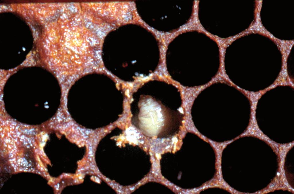 732 CBPV (18). Nigdy nie udało się wyizolować CBPSV od pszczół niezakażonych wirusem chronicznego paraliżu lub w połączeniu z innymi wirusami (6).