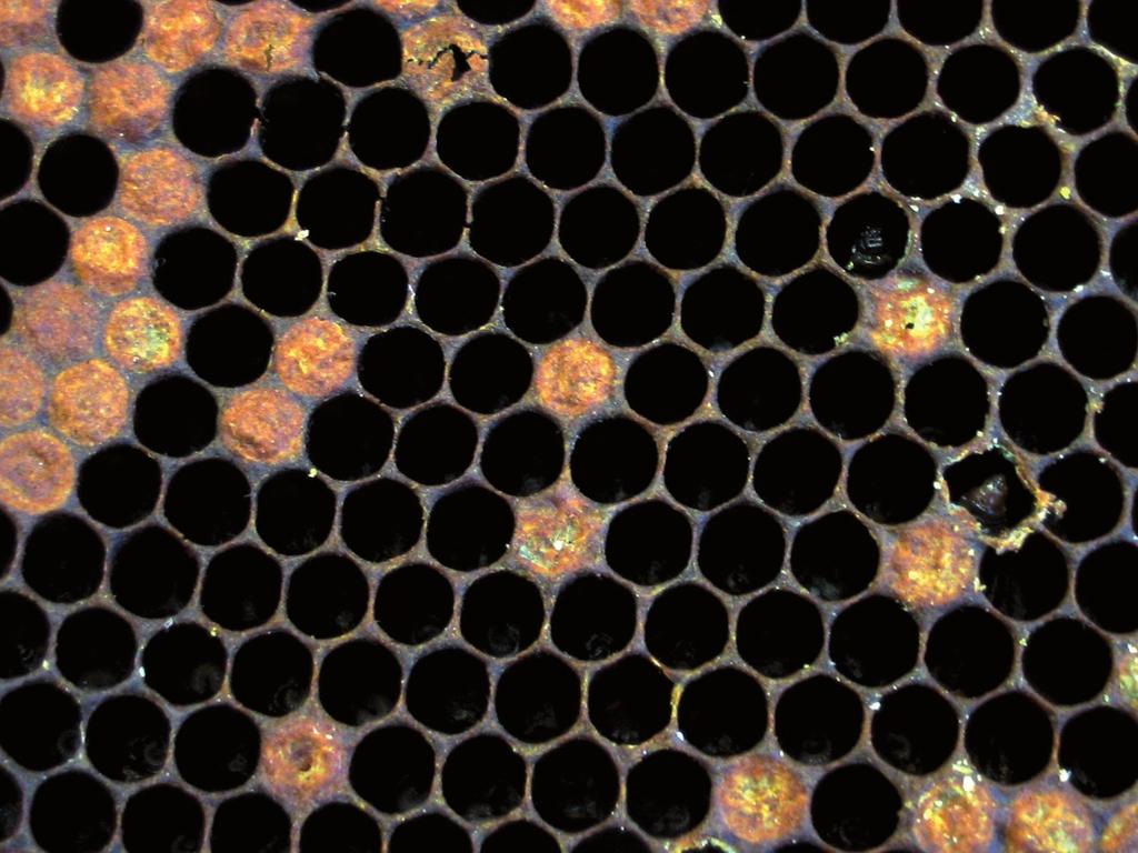 zamarłych, pociemniałych larw wyprostowanych). U dorosłych pszczół zakażonych tym wirusem obserwuje się skrócenie życia (5). Rozprzestrzenienie zakażenia. Wirus jest szeroko rozpowszechniony.