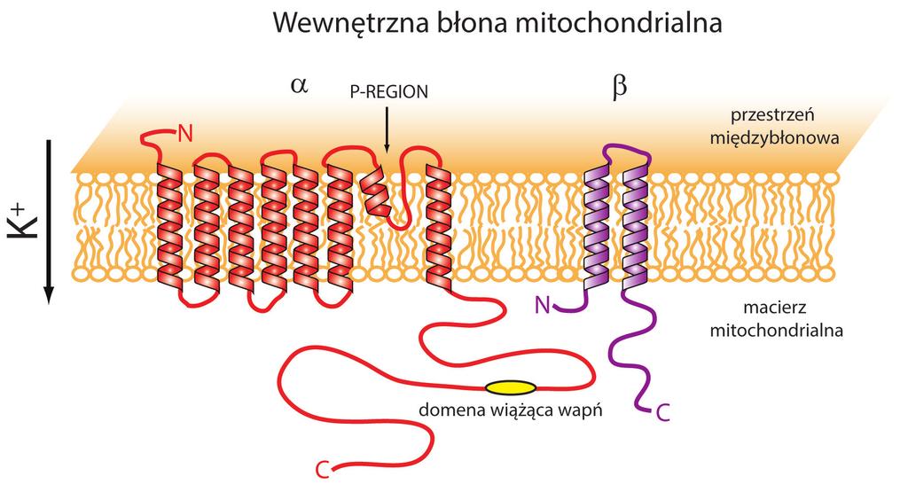 Rycina 2. Model topologii podjednostek α (tworzących por) oraz β (regulatorowych) kanału mitobk Ca w wewnętrznej błonie mitochondrialnej.