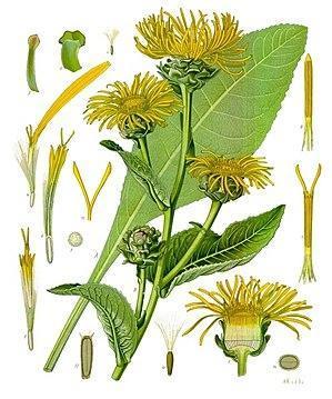 Oman wielki Inula helenium L.