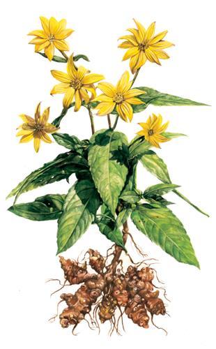 Słonecznik bulwiasty Helianthus tuberosus L.