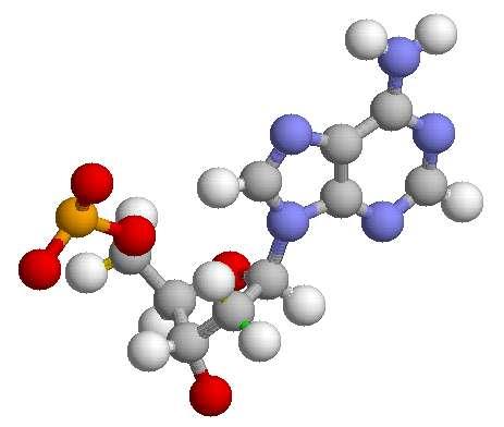 5'adenozyno monofosforan (AMP) :