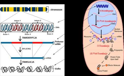 6 Centralny dogmat Biologii Molekularnej informacja genetyczna przechowywana jest