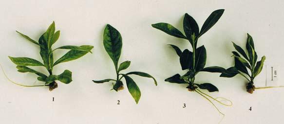 The influence of light quality and BA on in vitro growth.